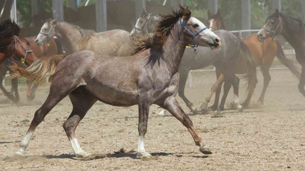 talep-patladi-litresi-25-milyon-lira-her-talep-edene-verilmiyor-1-001