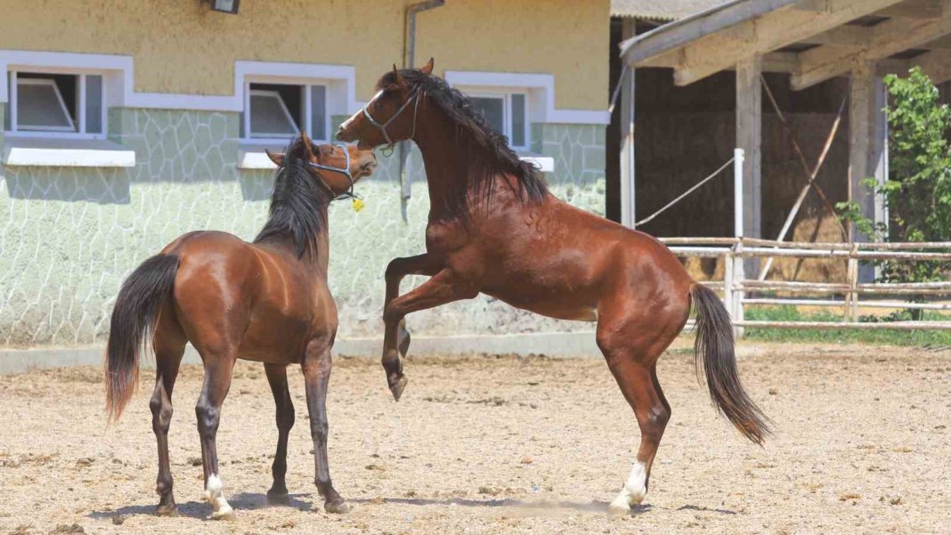 talep-patladi-litresi-25-milyon-lira-her-talep-edene-verilmiyor-1