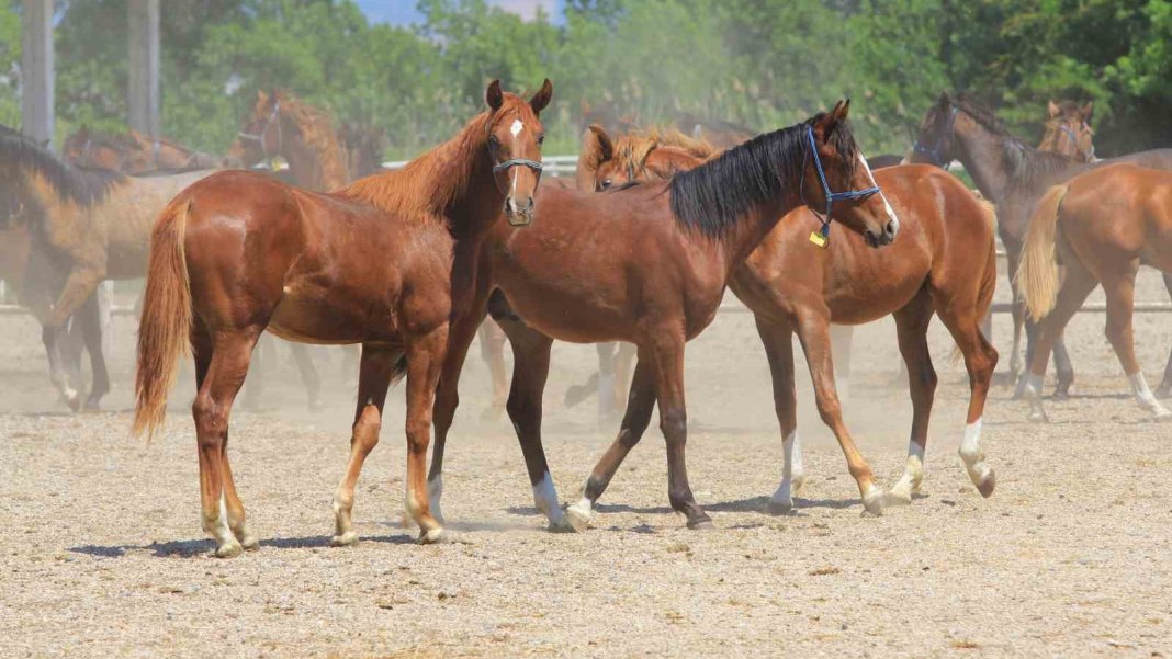 talep-patladi-litresi-25-milyon-lira-her-talep-edene-verilmiyor-3