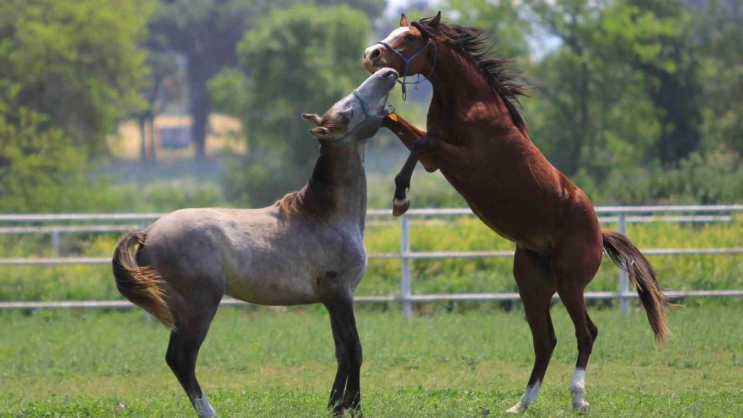 talep-patladi-litresi-25-milyon-lira-her-talep-edene-verilmiyor-5