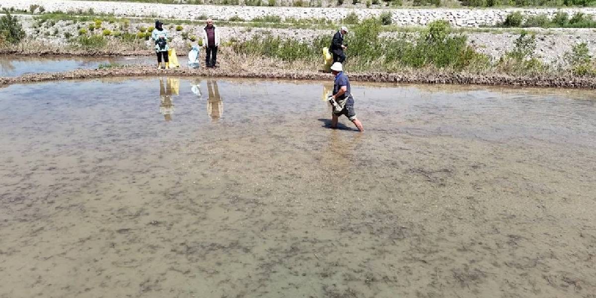 karabukte-celtik-hasadi-1