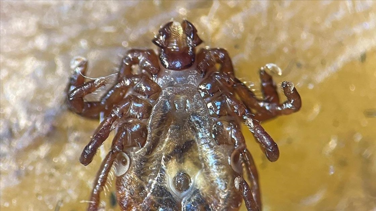 resim-2025-06-09-135956383