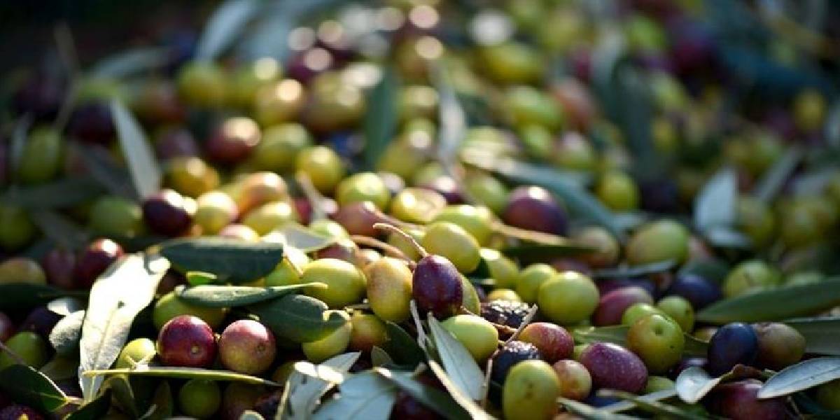 en-cok-zeytin-ureten-ulkeler-1.jpg