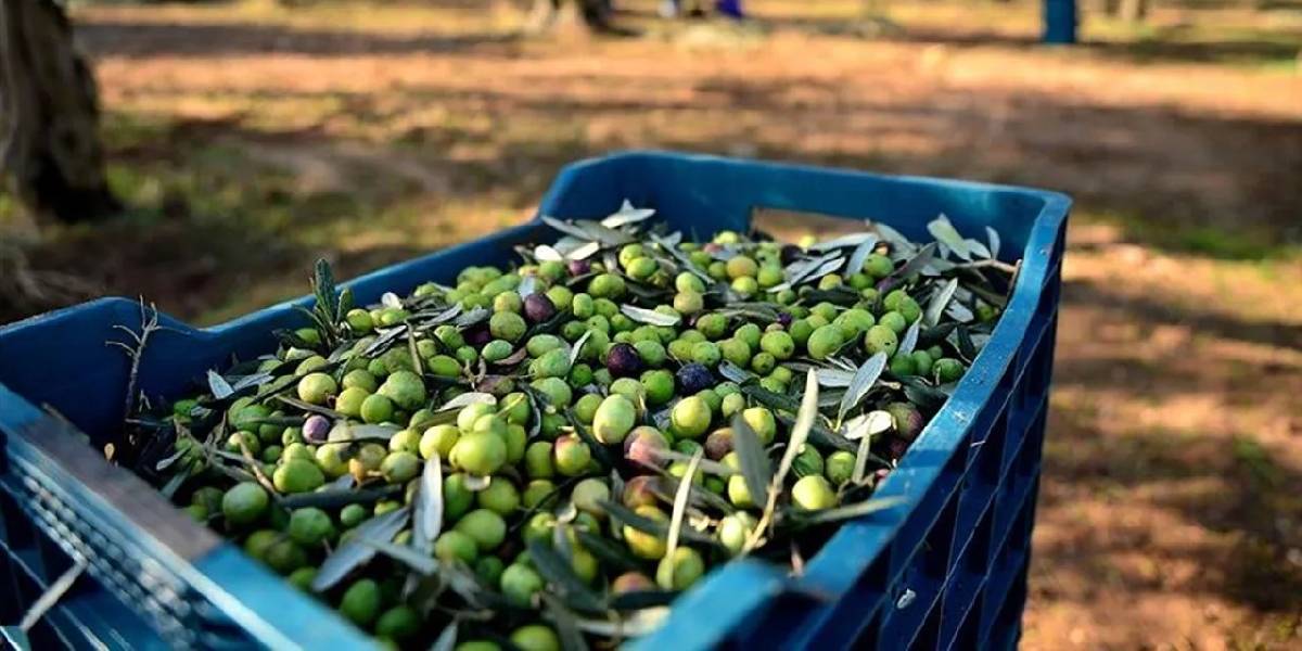 en-cok-zeytin-ureten-ulkeler-2.jpg
