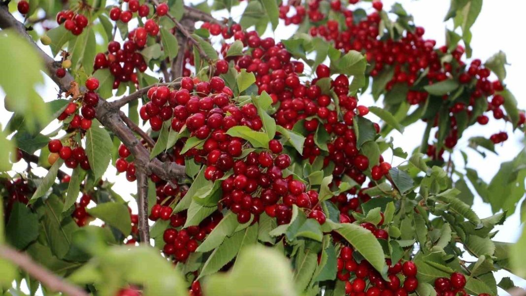 hasatta-verim-kaybinin-sebebi-bu-zararli-mahsulunuz-tehlikede-1