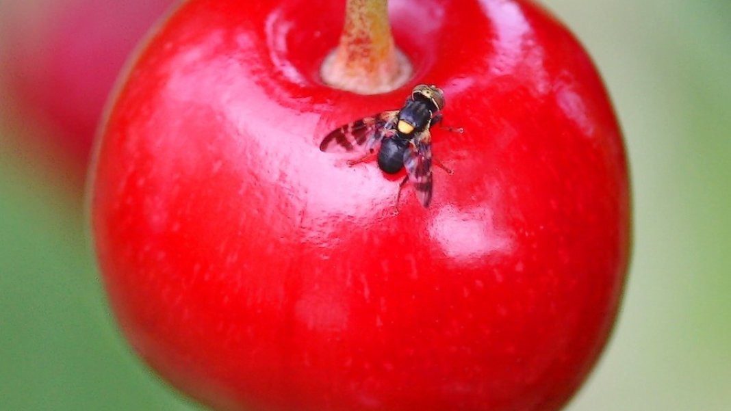 hasatta-verim-kaybinin-sebebi-bu-zararli-mahsulunuz-tehlikede-2