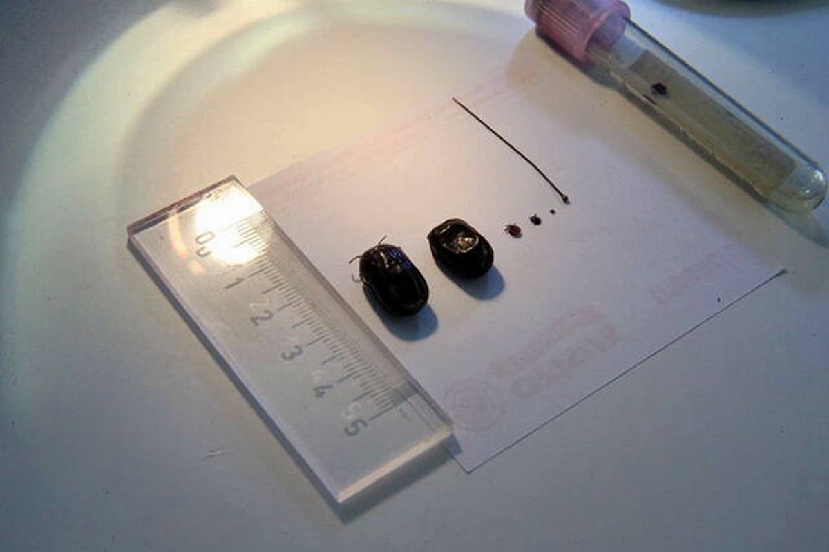 kene-isirmasi-oldurur-mu-kene-isirirsa-ne-yapmaliyiz-2