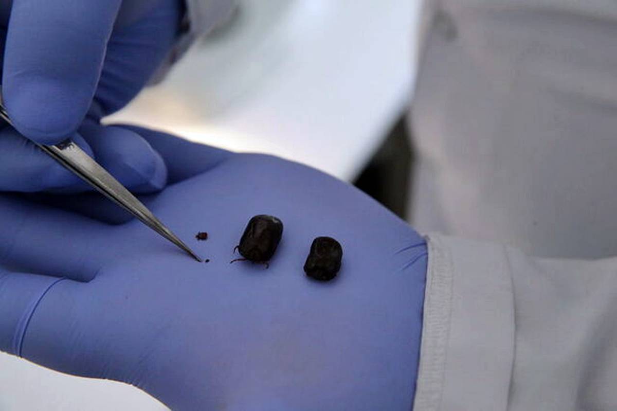 kene-isirmasi-oldurur-mu-kene-isirirsa-ne-yapmaliyiz-3