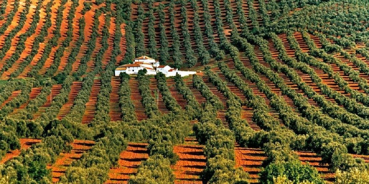 zeytin-agaclari.jpg
