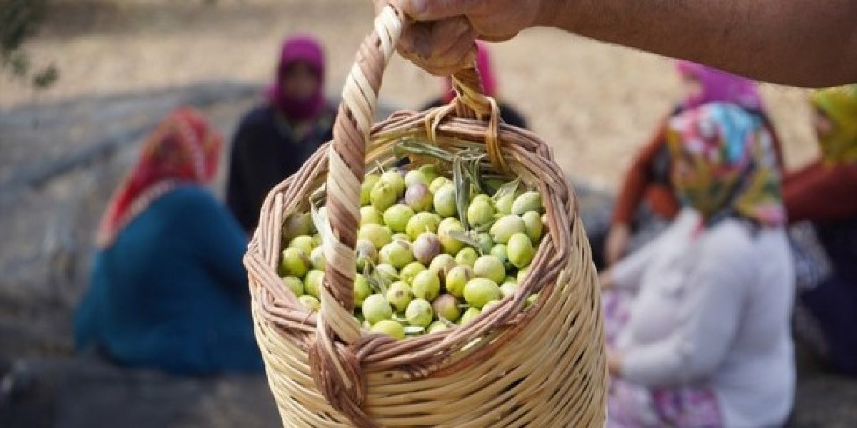 zeytin-uretim.jpg
