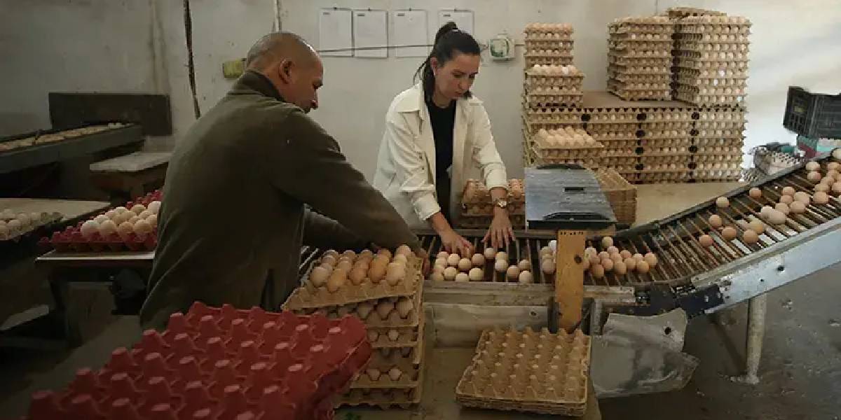 balikesirde-yumurta-uretimi-yapan-4.jpg