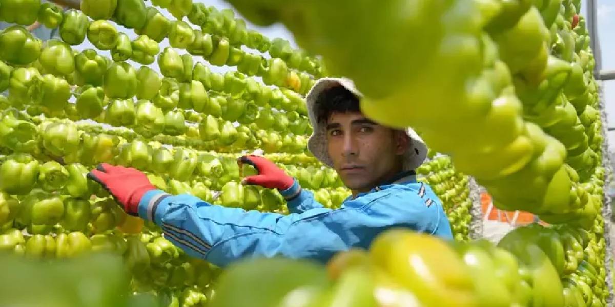 gaziantepte-sebze-kurutma-mevsimi-1.jpg