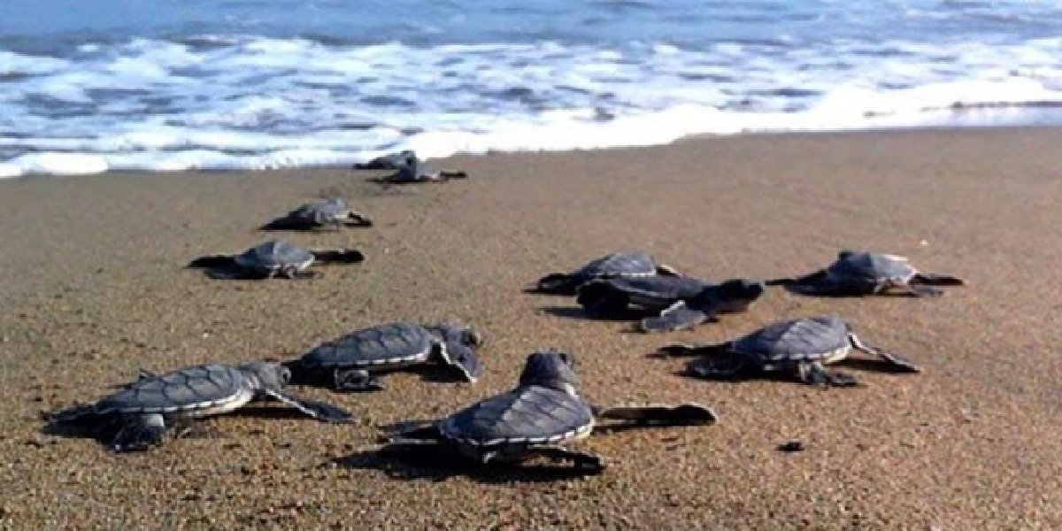turkiye-sahiller-caretta-caretta.jpg