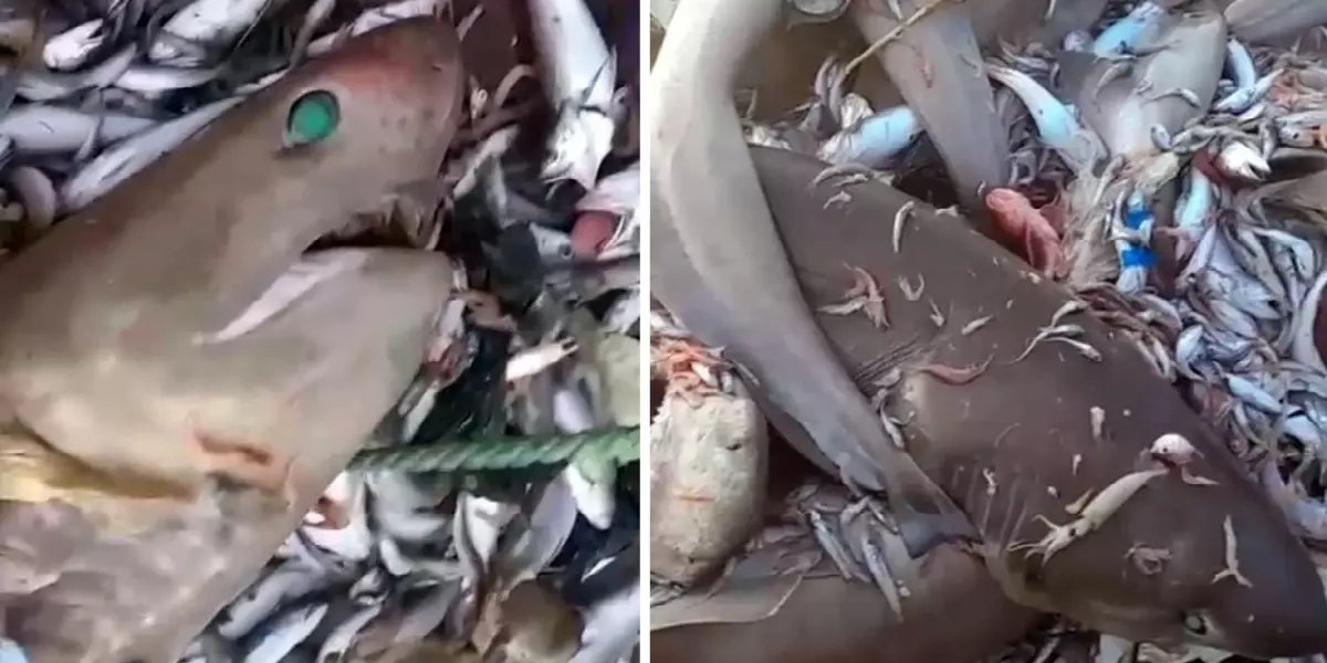 mersin-kopek-baligi.jpg