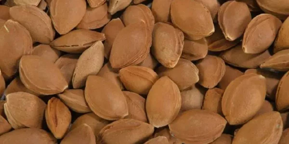 cekirdeginde-siyanur-olan-meyveler-1.jpg