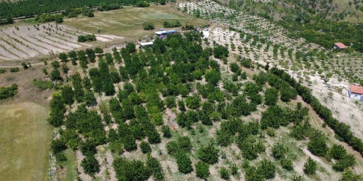 manisa-demirci-kirazi-hasadi-basladi-2.jpg