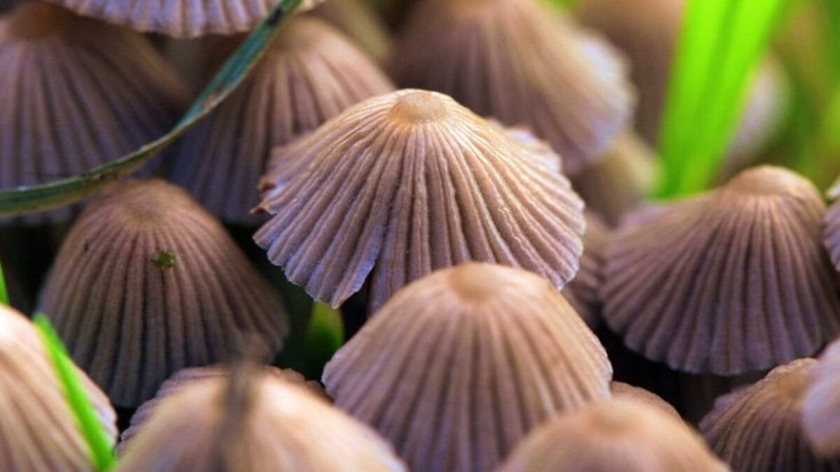 348-psilocybin-magic-mushrooms-fda-schedule-1024-1200x675-1.jpg