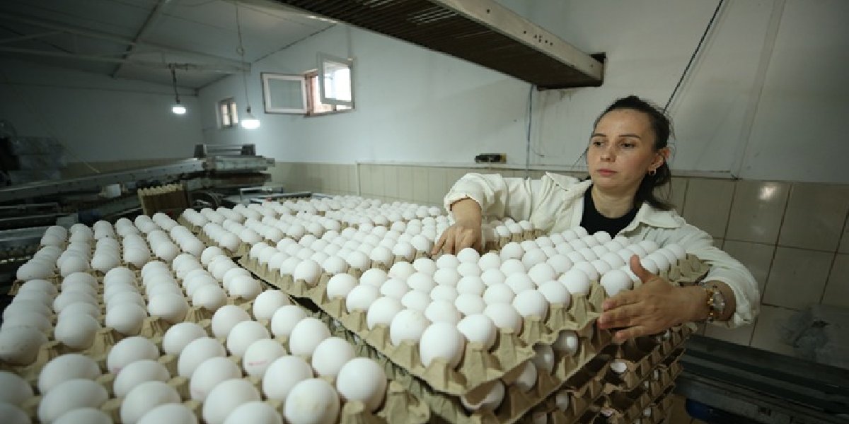 esra-ozder-cakmak-kanatli-hayvancilik.jpg