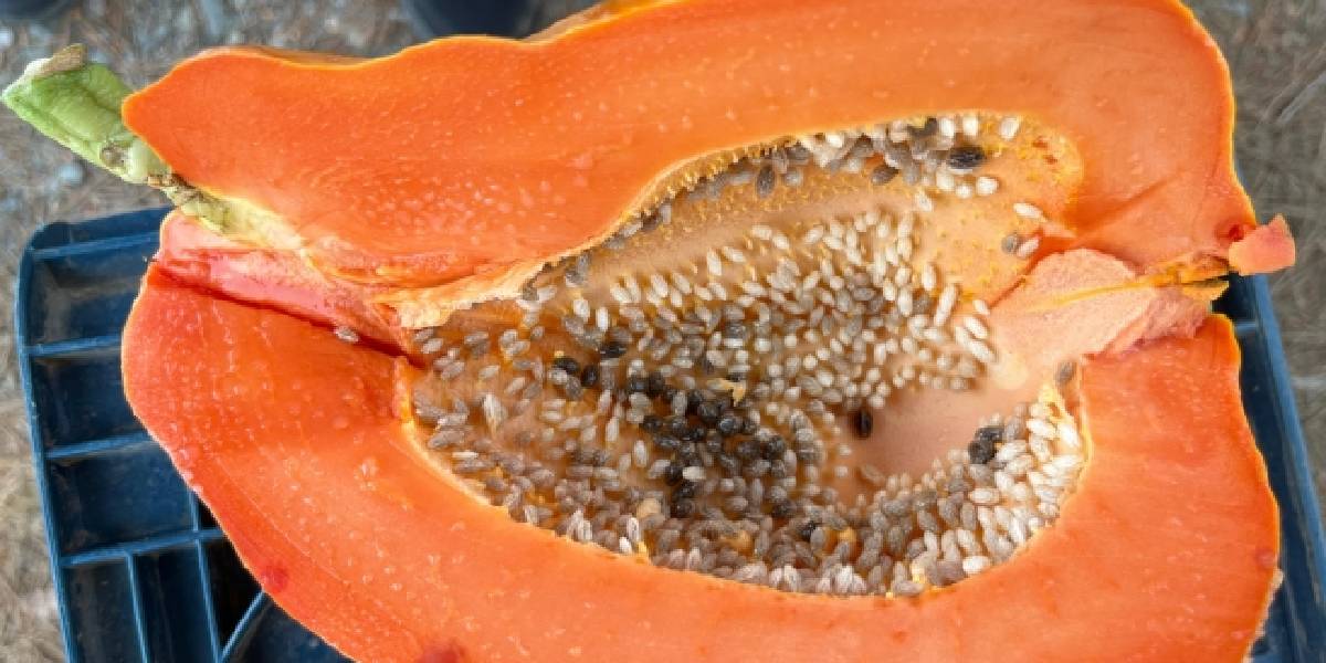 alanyada-papaya-hasadi-basladi-3.jpg