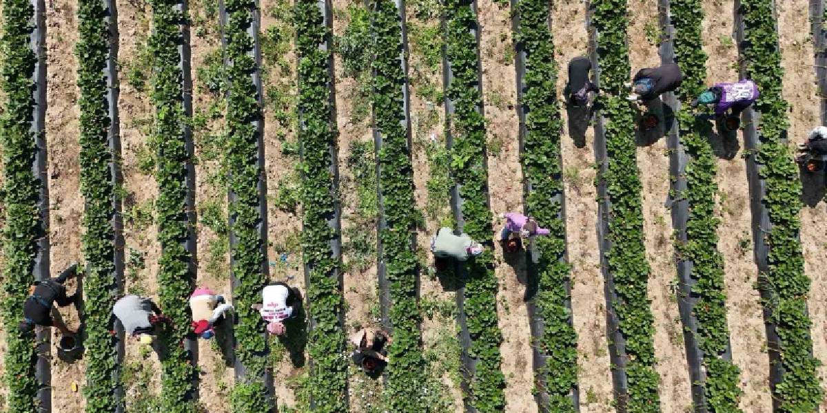 bursada-kursunlu-cilegi-hasadi-1