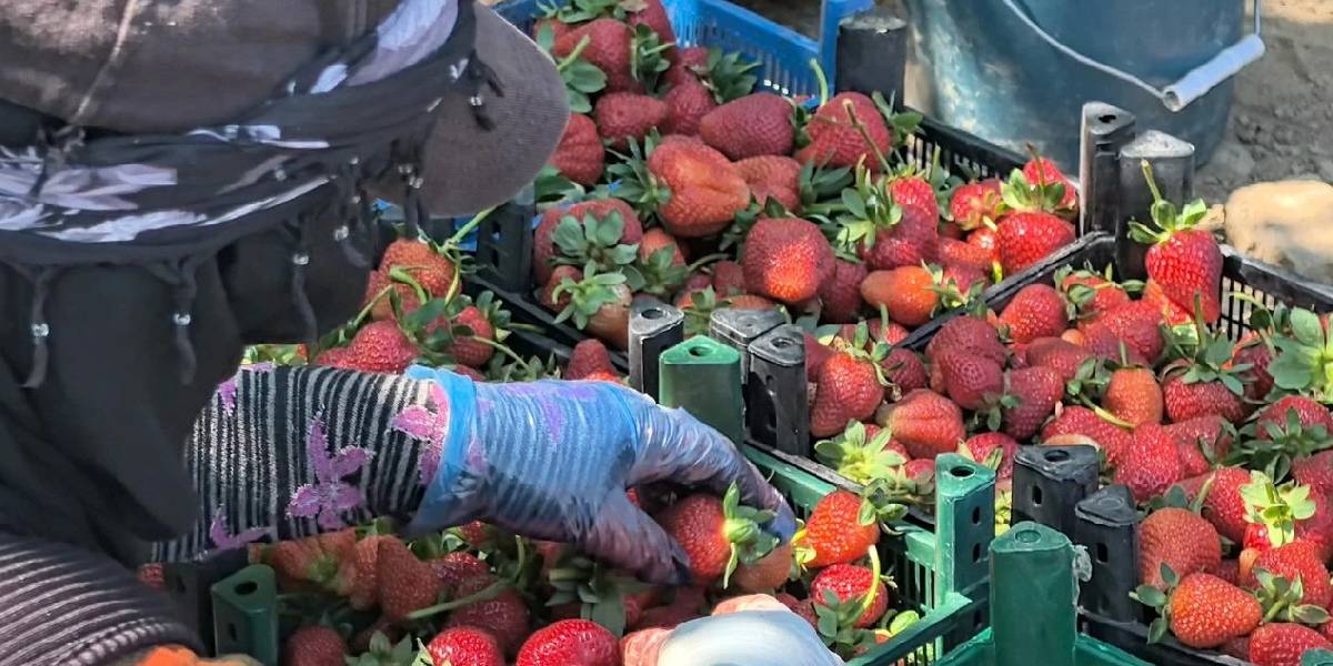 bursada-kursunlu-cilegi-hasadi-2