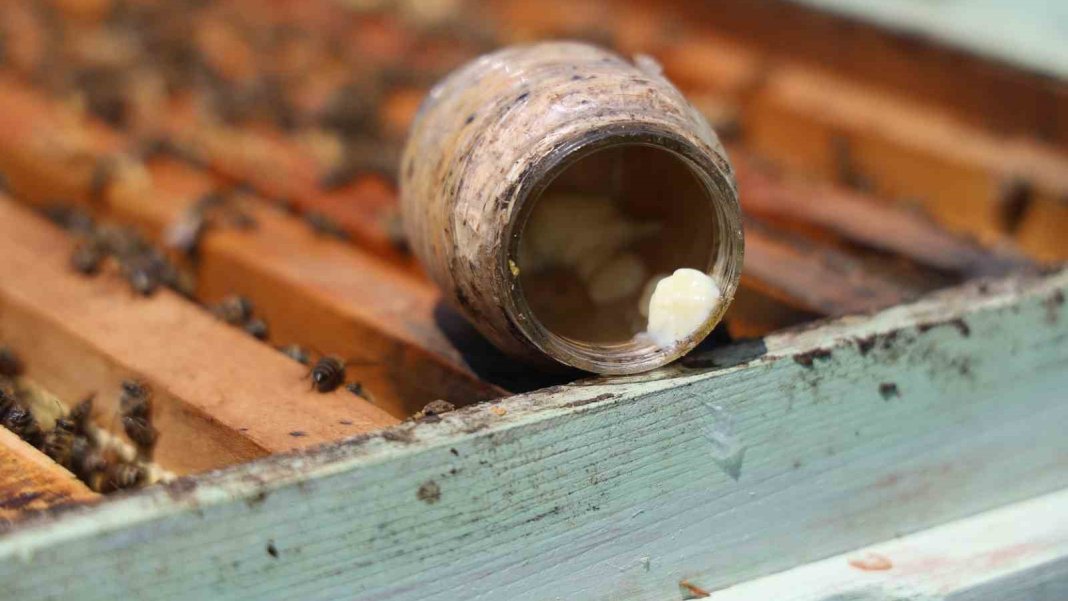 dunyanin-en-pahali-besini-kilogrami-45-bin-lira-1