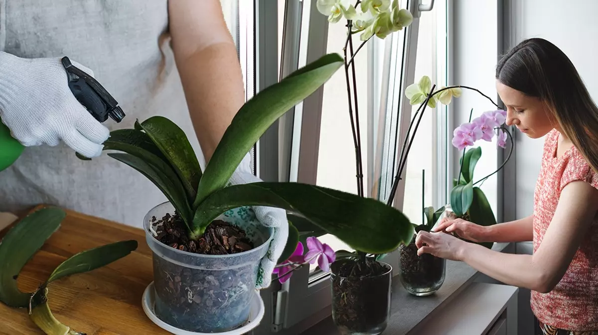 t25-orkideyi-1-haftada-cicek-906