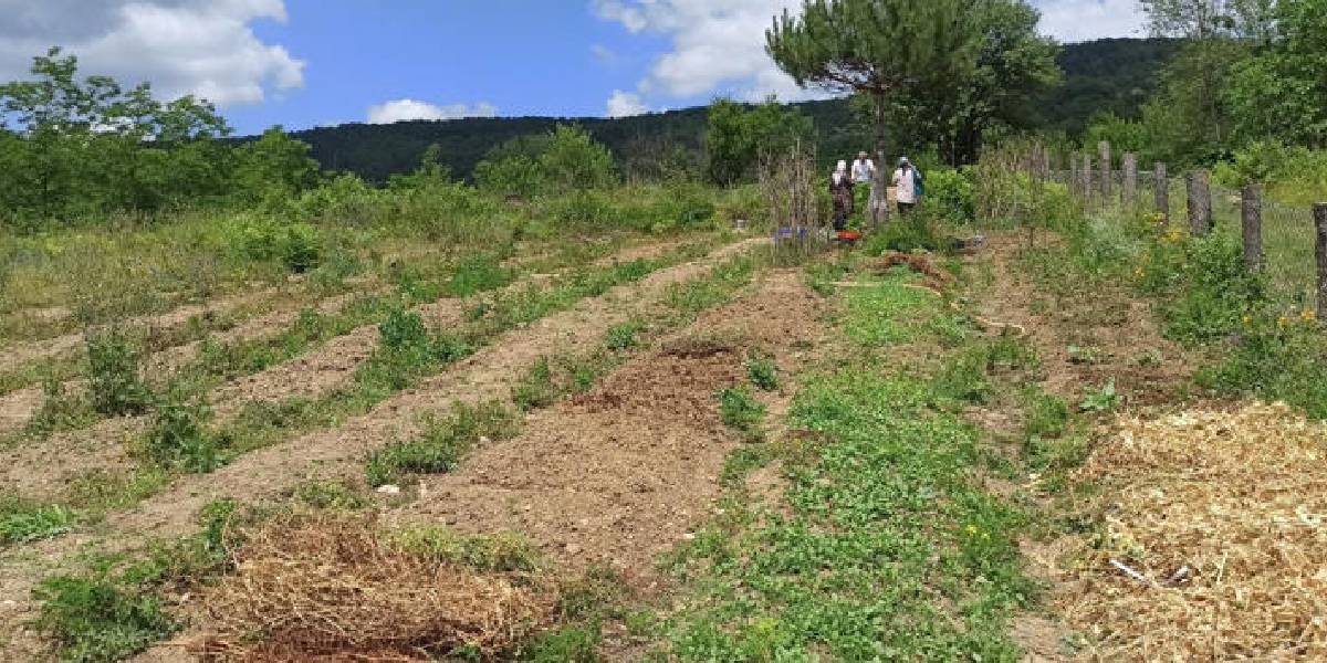 zonguldakta-salep-yetistiren-1