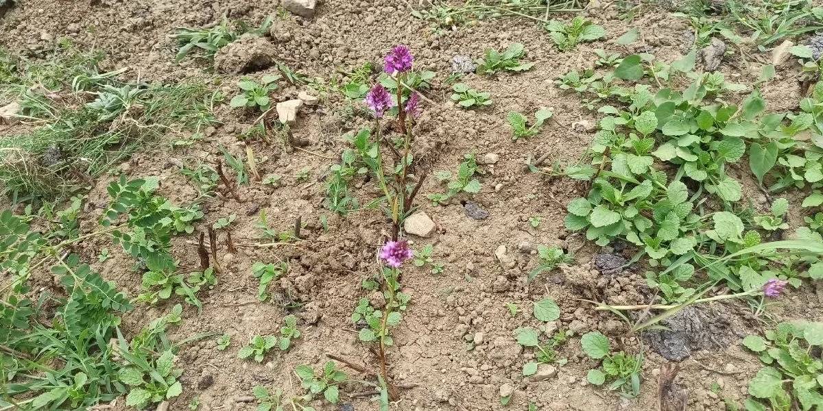 zonguldakta-salep-yetistiren-2