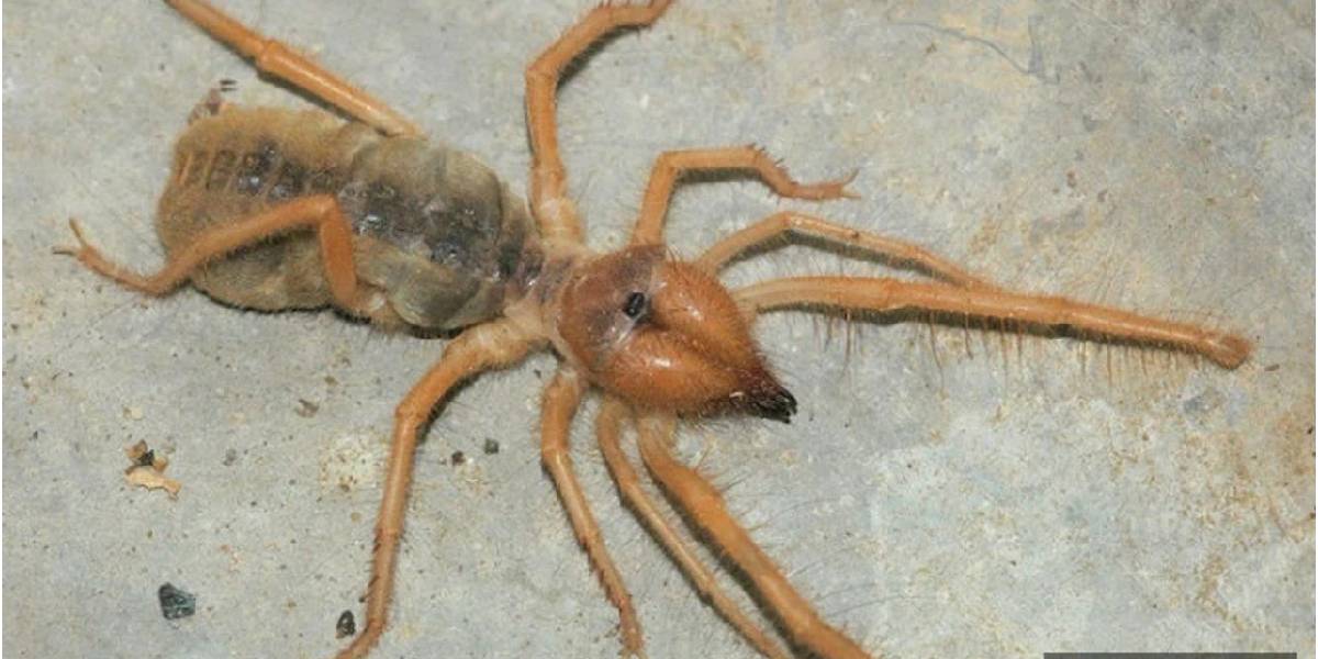 ankarada-sari-omer-1