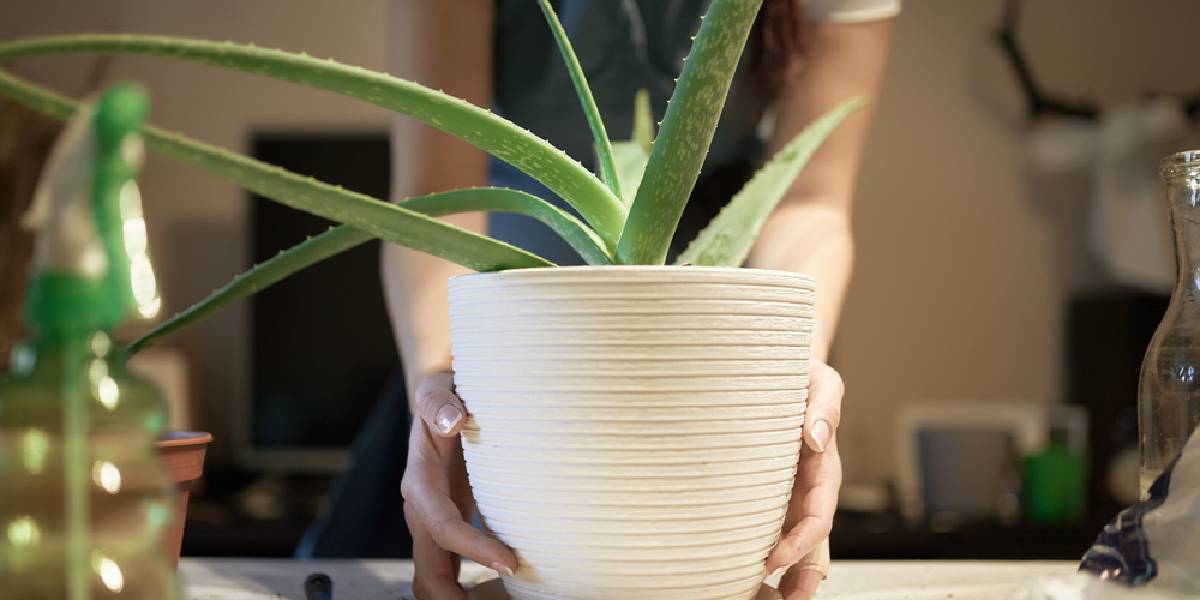 evi-serinleten-bitkiler-1