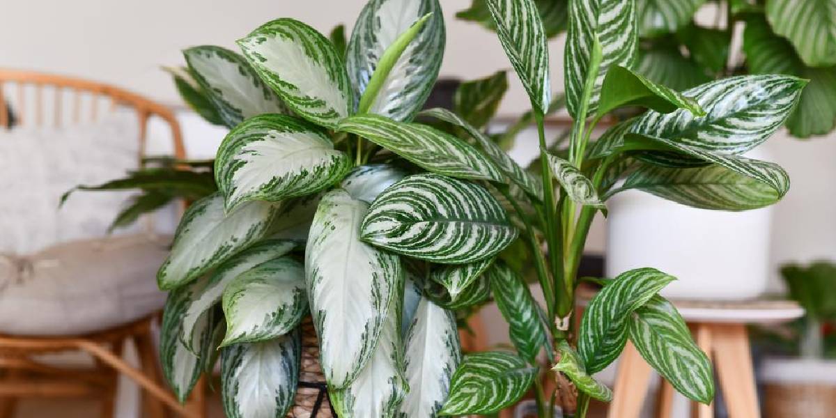 evi-serinleten-bitkiler-2