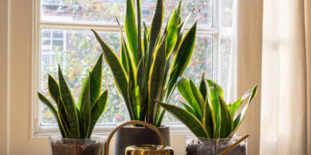 evi-serinleten-bitkiler