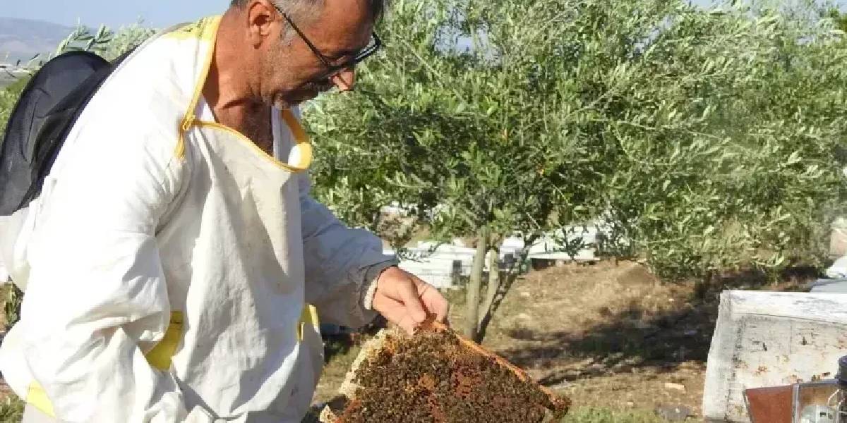 gaziantepte-aricilik-yapan-mehmet-ucar-2