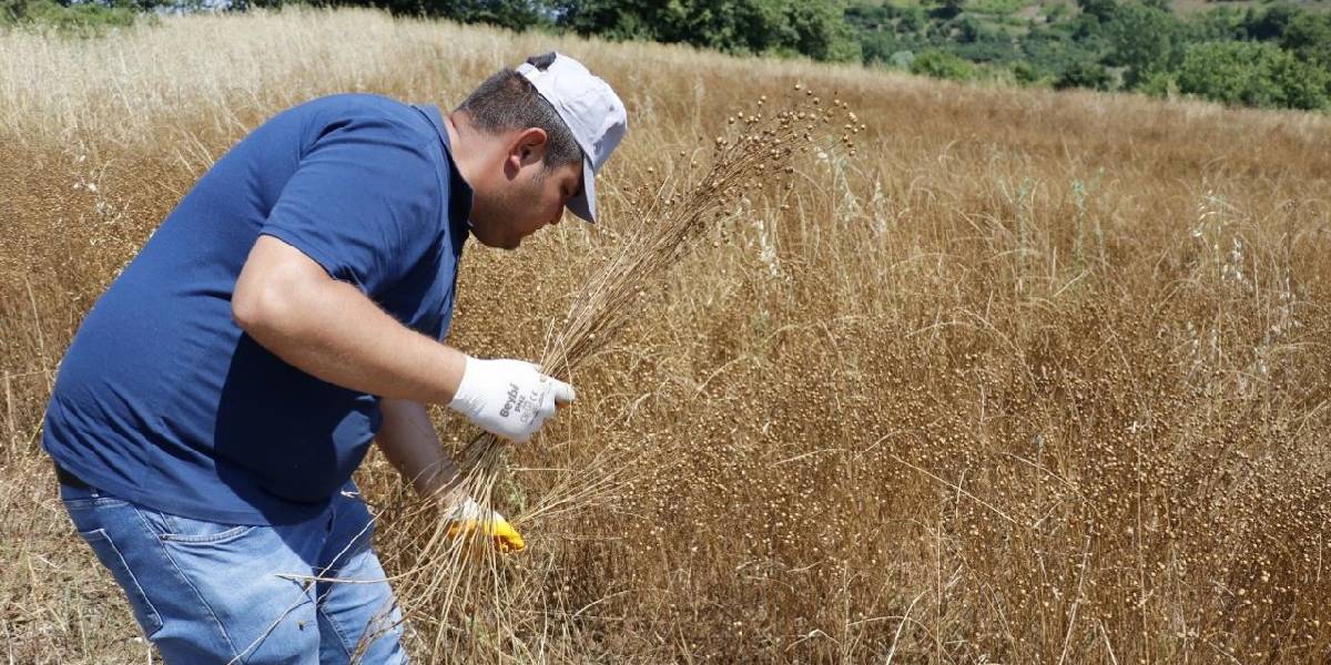 kocaelide-keten-hasadi-2