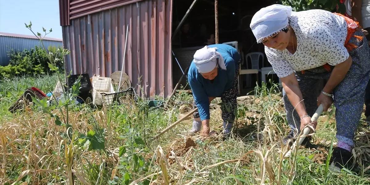 muglada-ula-sarimsagi-hasadi-1