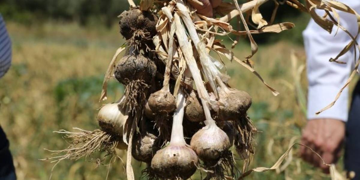 muglada-ula-sarimsagi-hasadi-2