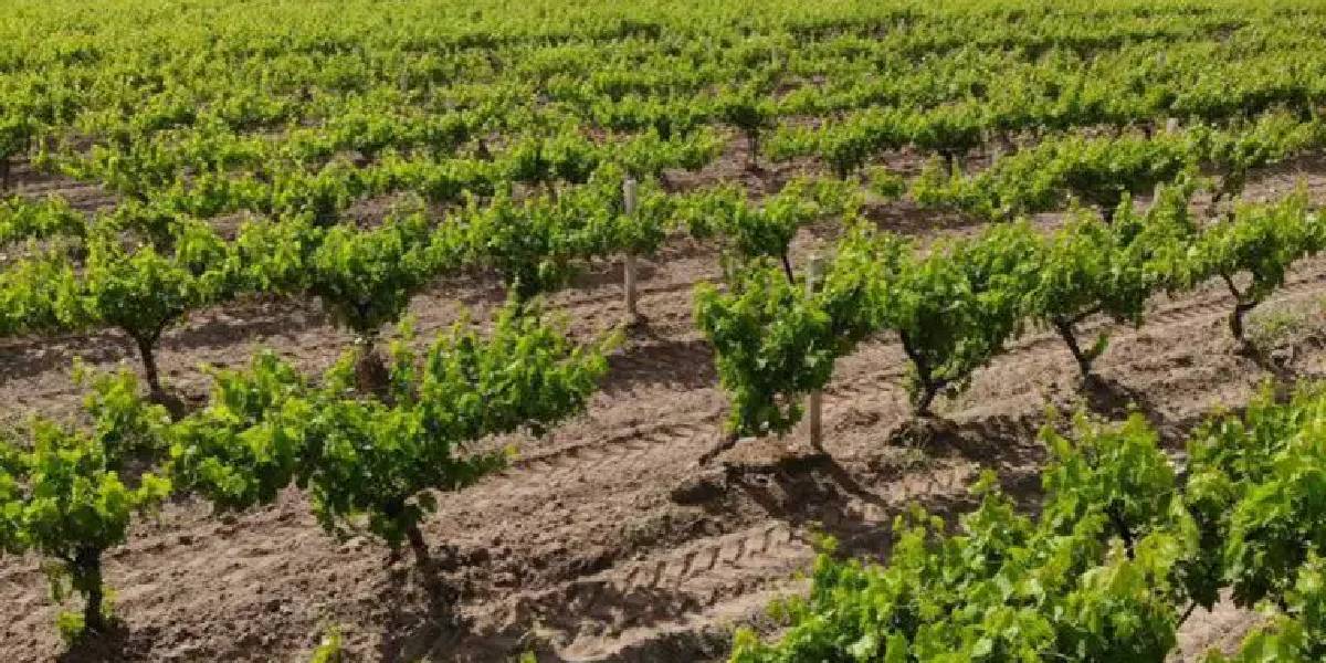 tekirdagda-asma-yapragi-hasadi-basladi-1