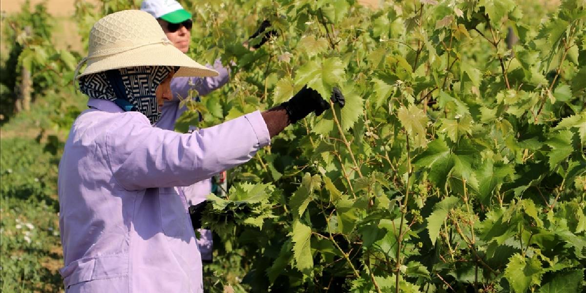 tekirdagda-asma-yapragi-hasadi-basladi-2