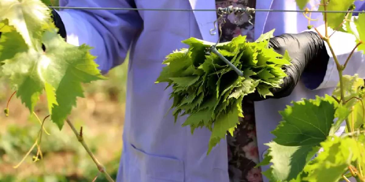 tekirdagda-asma-yapragi-hasadi-basladi-3