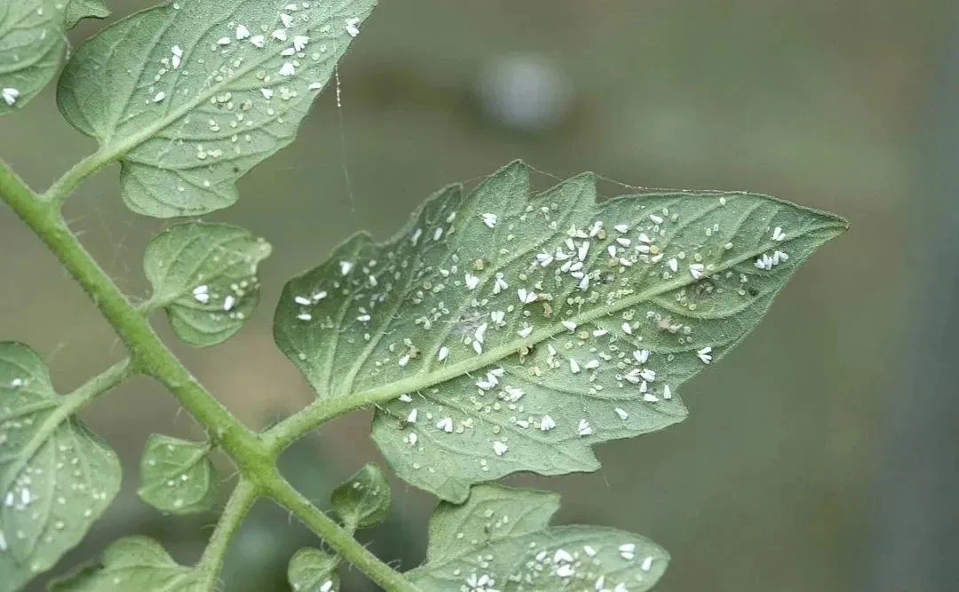 202308081111502ef4e2f427f94e71bda75a8aa79e5261