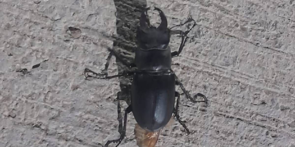 tuncelide-geyik-bocegi-1