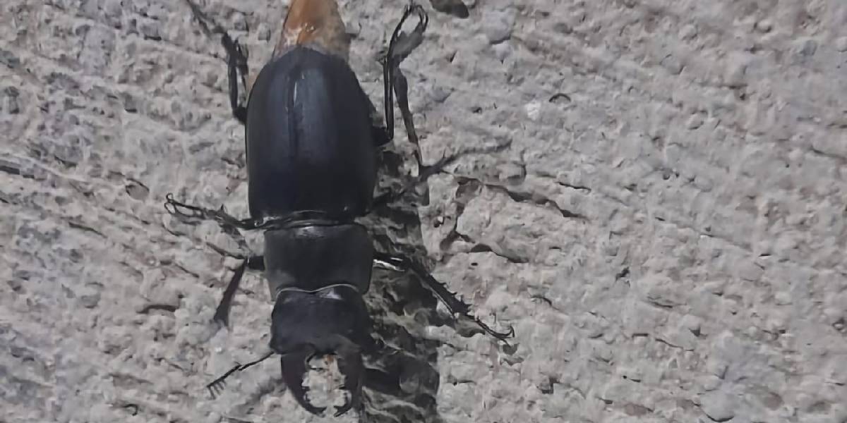 tuncelide-geyik-bocegi-2