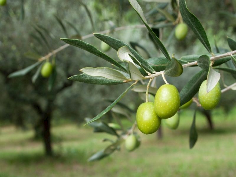 zeytin-yapragi-nasil-kurutulur-b1a63dab-3d3f-4d26-962c-eb83b9466600