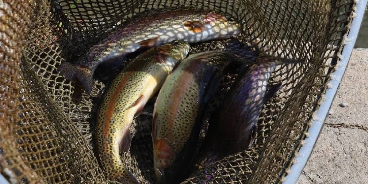 sivasta-alabalik-uretimi-3