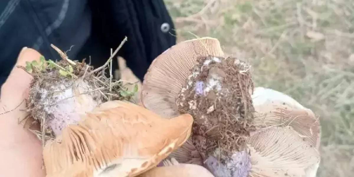 domalan-mantari-hasadi-basladi-4