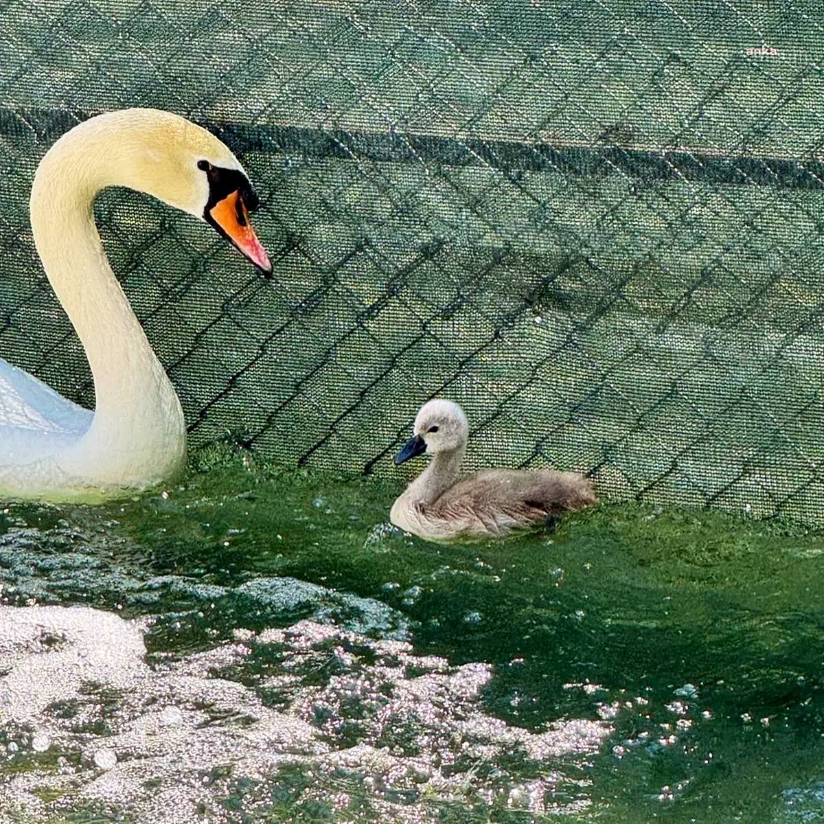 ankara-kugulu-park-kugulari-1
