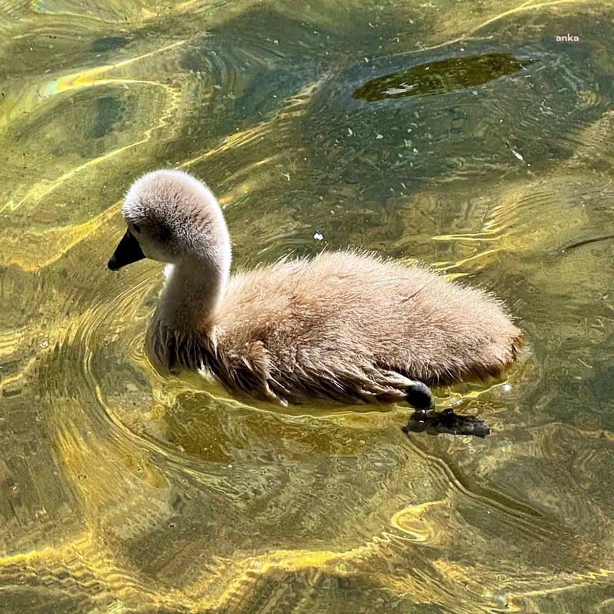ankara-kugulu-park-kugulari-2