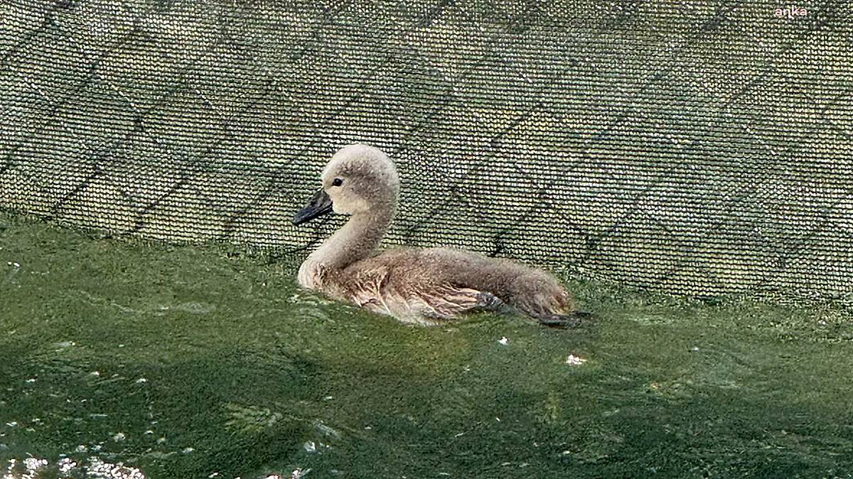 ankara-kugulu-park-kugulari-3