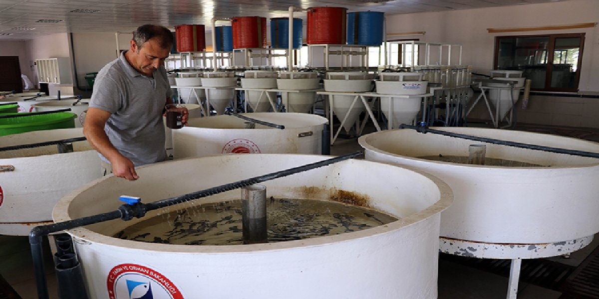 mersin-baligi-yetistiriciligi